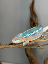 Load image into Gallery viewer, Male Ambilobe Panther Chameleon developing bold blue bars
