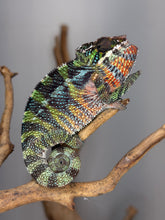 Load image into Gallery viewer, Male Ambilobe Panther Chameleon showing developing blue green and yellow coloration
