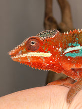 Load image into Gallery viewer, Close-up of a red body blue bar Ambilobe Panther Chameleon with exceptional color contrast
