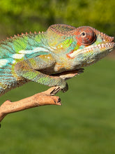 Load image into Gallery viewer, Healthy young Panther Chameleon bred by FramsChams resting on a natural branch
