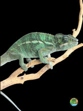 Load image into Gallery viewer, Male Ambilobe Panther Chameleon from Flash Jr. × Aslan bloodlines
