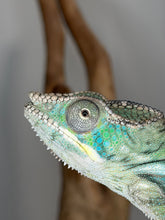 Load image into Gallery viewer, High-color Ambilobe Panther Chameleon with emerging yellow tones and excellent structure
