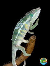 Load image into Gallery viewer, Young male Ambilobe Panther Chameleon from Flash Jr. x Aslan bloodlines showing developing yellow coloration and blue bars
