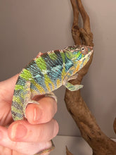 Load image into Gallery viewer, Young male Ambilobe Panther Chameleon from the Flash bloodline

