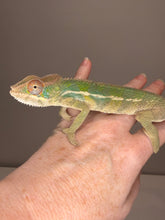 Load image into Gallery viewer, Profile of a healthy young male Ambilobe Panther Chameleon with exceptional color potential.
