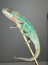 Load image into Gallery viewer, Young male Ambilobe Panther Chameleon showing blue, orange, and red coloration
