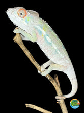 Load image into Gallery viewer, view of male Ambilobe Panther Chameleon Flash Jr. x Aslan juvenile showing vibrant teals and reds
