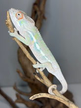 Load image into Gallery viewer, Full body of male Ambilobe Panther Chameleon Flash Jr. x Aslan juvenile showing vibrant teals, reds, and blues
