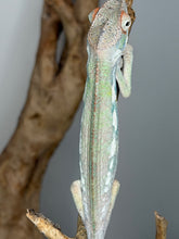 Load image into Gallery viewer, Male Ambilobe Panther Chameleon Flash Jr. x Aslan juvenile being hand-held, showing calm and social behavior
