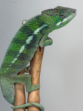 Load image into Gallery viewer, Male Ankify Panther Chameleon calmly posing on a branch with beautiful emerald green colors
