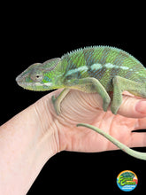 Load image into Gallery viewer, Male Ankify Panther Chameleon displaying vibrant green coloration and calm temperament
