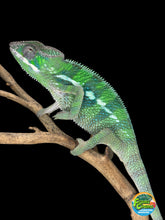 Load image into Gallery viewer, Male Ankify Panther Chameleon displaying vibrant green coloration and a bright turquoise dorsal crest
