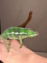 Load image into Gallery viewer, Young Ankify Panther Chameleon with rich emerald green colors and exceptional structure

