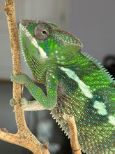 Load image into Gallery viewer, Captive-bred male Ankify Panther Chameleon showing beautiful green hues and turquoise highlights
