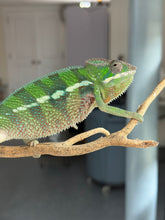 Load image into Gallery viewer, Male Ankify Panther Chameleon from FramsChams with striking green coloration and calm personality
