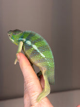 Load image into Gallery viewer, Young Ankify Panther Chameleon displaying vivid green coloration and relaxed personality in natural lighting

