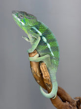 Load image into Gallery viewer, Male Ankify Panther Chameleon showing a bright turquoise dorsal crest and healthy structure
