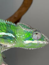 Load image into Gallery viewer, Male Ankify Panther Chameleon side profile showing vibrant green coloration and developing adult colors
