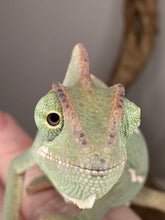 Load image into Gallery viewer, Close-up of a veiled chameleon with detailed scales on a blurred background
