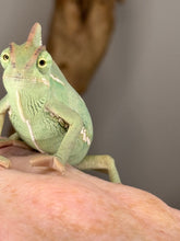 Load image into Gallery viewer, Green veiled chameleon on a hand with a blurred background
