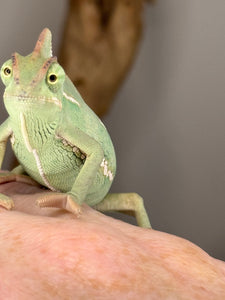 Green veiled chameleon on a hand with a blurred background