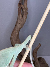 Load image into Gallery viewer, Green veiled lizard on a branch with a gray background
