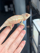 Load image into Gallery viewer, Male Ambilobe Panther Chameleon from premium bloodlines exhibiting excellent structure and coloration.
