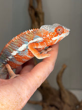 Load image into Gallery viewer, Male Panther Chameleon with bright orange-red body coloration
