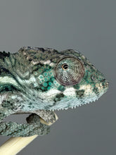 Load image into Gallery viewer, Three-month-old male Panther Chameleon beginning to develop adult coloration
