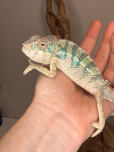 Load image into Gallery viewer, A live chameleon with turquoise and yellow scales resting on a person's hand, with a piece of driftwood in the background.
