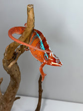 Load image into Gallery viewer, Male Panther Chameleon showcasing beautiful European bloodlines and bold colors.
