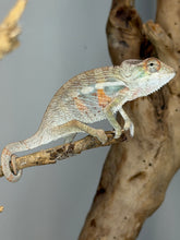 Load image into Gallery viewer, Young male Panther Chameleon available from FramsChams.
