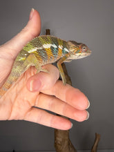 Load image into Gallery viewer, Young male Panther Chameleon developing rich orange and vibrant blue coloration
