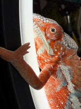 Load image into Gallery viewer, Young male Panther Chameleon with developing soft blue bars
