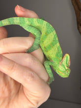 Load image into Gallery viewer, Healthy male Veiled Chameleon displaying strong posture and vibrant green coloration
