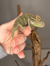 Load image into Gallery viewer, Captive-bred juvenile male veiled chameleon with developing coloration

