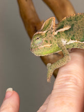 Load image into Gallery viewer, Close-up of juvenile male veiled chameleon with alert expression
