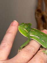 Load image into Gallery viewer, A close-up of a bright green male Veiled chameleon perched on a person's fingers, with a softly blurred neutral background.

