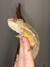 Load image into Gallery viewer, Side profile of Marley Sambava male panther chameleon with developing vibrant colors
