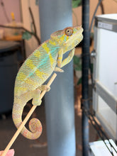 Load image into Gallery viewer, Mellow Yellow male Panther Chameleon displaying bold yellow coloring and developing adult colors

