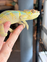 Load image into Gallery viewer, Mellow Yellow sub-adult male Ambilobe Panther Chameleon displaying vivid yellow coloration with blue and green accents
