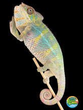 Load image into Gallery viewer, Mellow Yellow sub-adult male Ambilobe Panther Chameleon with striking yellow coloration
