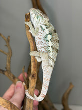 Load image into Gallery viewer, Mystery hatch panther chameleon with developing whites and early red and blue color pops
