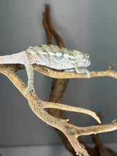 Load image into Gallery viewer, Mystery panther chameleon displaying early color progression with white, red, and blue tones
