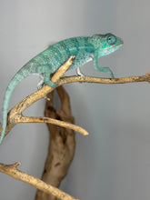 Load image into Gallery viewer, Curious Nosy Be Panther Chameleon perched calmly on branch
