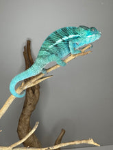 Load image into Gallery viewer, Active juvenile Nosy Be Panther Chameleon exploring surroundings
