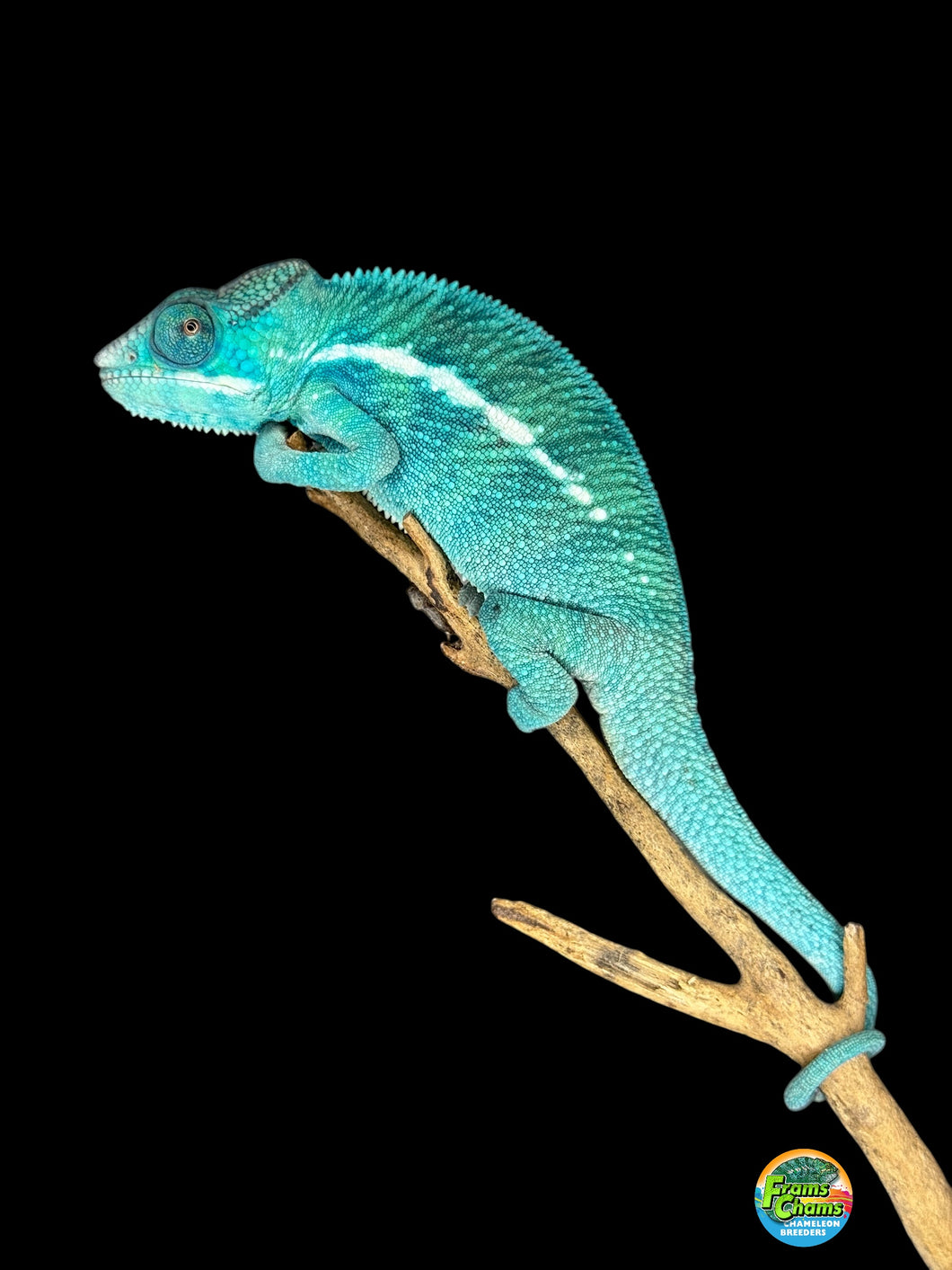 Beautiful blue and turquoise pattern of Nosy Be Panther Chameleon
