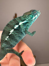 Load image into Gallery viewer, Blue and turquoise scales on Nosy Be Panther Chameleon
