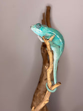 Load image into Gallery viewer, Nosy Be Panther Chameleon displaying bright blues
