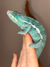 Load image into Gallery viewer, Close-up of young Nosy Be panther chameleon face highlighting developing color
